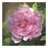 Peony in Pink I Arte por Megan Meagher Peony in Pink I Arte por Megan Meagher