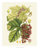 Crimson Berries III Print by Samuel Curtis