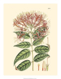 Floral Passion II Posters by Samuel Curtis