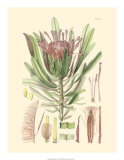 Floral Passion IV Poster by Samuel Curtis