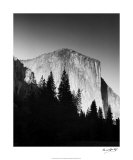 El Capitan in Trees Posters by Bradford Smith
