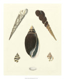 Knorr Shells VI Prints by George Wolfgang Knorr