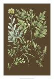 Organic Greenery II Prints by Johann Wilhelm Weinmann