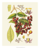 Crimson Berries IV Affiches par Samuel Curtis