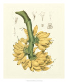 Island Fruits II Print by Berthe Hoola Van Nooten