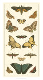 Cramer Butterfly Panel I Print by Pieter Cramer