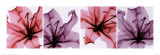 Star Lillies Láminas Star Lillies Láminas
