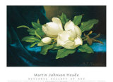 Giant Magnolias on Blue Velvet Cloth Posters par Martin Johnson Heade