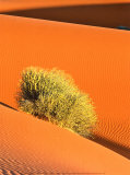 Dune et Herbe Plakat av Bilderteam