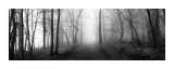 Marche dans les bois Poster par Erin Clark