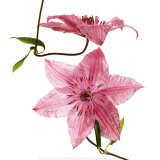 Clematites Posters af Cédric Porchez