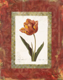 Tulipe Cultivee Poster by Carol Robinson