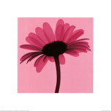 Pink Daisy Posters