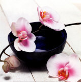 Orchid in a Bowl Poster av Stephane De Bourgies Orchid in a Bowl Poster av Stephane De Bourgies