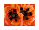 Oriental Poppies Plakater af Georgia O'Keeffe