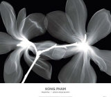 Magnolia I Posters by Hong Pham