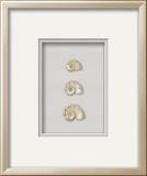 Pearlescent Delphinula Shell on Silver Mist (Beachcomber Collection) Produto dimensional Pearlescent Delphinula Shell on Silver Mist (Beachcomber Collection) Produto dimensional