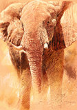 Elephant Study Arte por Renato Casaro