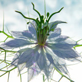 Seiltanzer Blau Prints by Ingrid Ulmer