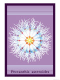 Jellyfish: Pectanthis Asteroides Photo by Ernst Haeckel Jellyfish: Pectanthis Asteroides Photo by Ernst Haeckel