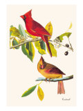 Roter Kardinal Kunstdruck von John James Audubon