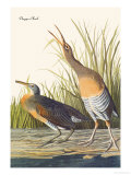 Clapper Rail ジクレープリント - ジョン・ジェイムズ・オーデュボン