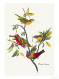 Painted Bunting Prints by John James Audubon