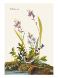 Field Sparrow Prints by John James Audubon