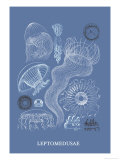 Jellyfish: Leptomedusae Pósters por Ernst Haeckel