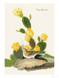 Vesper Sparrow Print by John James Audubon