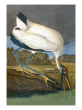 Wood Stork Prints by John James Audubon