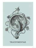 Jellyfish: Trachymedusae Láminas por Ernst Haeckel Jellyfish: Trachymedusae Láminas por Ernst Haeckel