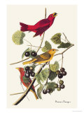 Summer Tanager Fotografia por John James Audubon