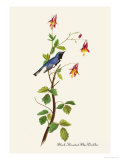 Black-Throated Blue Warbler Posters par John James Audubon