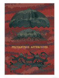 Jellyfish: Pectanthis Asteroides Posters by Ernst Haeckel