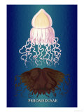 Jellyfish: Peromedusae Affiches par Ernst Haeckel