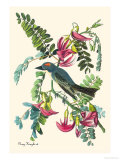 Gray Kingbird Posters by John James Audubon