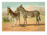 Samuel Sidney - Abyssinian Male and Indian Onager Female - Resim Samuel Sidney - Abyssinian Male and Indian Onager Female - Resim
