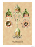 Jellyfish: Stauromedusae Lámina por Ernst Haeckel