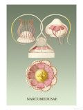 Jellyfish: Narcomedusae Prints by Ernst Haeckel Jellyfish: Narcomedusae Prints by Ernst Haeckel