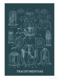 Jellyfish: Trachymedusae Póster por Ernst Haeckel