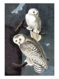 Snowy Owl Pósters por John James Audubon Snowy Owl Pósters por John James Audubon