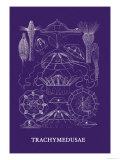 Jellyfish: Trachymedusae Pósters por Ernst Haeckel Jellyfish: Trachymedusae Pósters por Ernst Haeckel