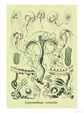 Jellyfish: Leptomedusae Octorchis Posters par Ernst Haeckel