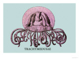 Jellyfish: Trachymedusae Photographie par Ernst Haeckel
