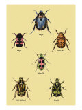 Beetles of Cape, America, Manilla, N. Holland and Brazil Poster by Sir William Jardine