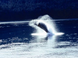 Humpback Whale Breaching Poster av John Bortniak Humpback Whale Breaching Poster av John Bortniak
