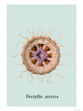 Ernst Haeckel - Jellyfish: Pectyllis Arctica Fotky