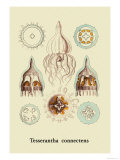 Ernst Haeckel - Jellyfish: Tesserantha Connectens - Poster Ernst Haeckel - Jellyfish: Tesserantha Connectens - Poster