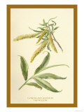 Catkins and Leaves of the Willow Plakater av W.h.j. Boot Catkins and Leaves of the Willow Plakater av W.h.j. Boot